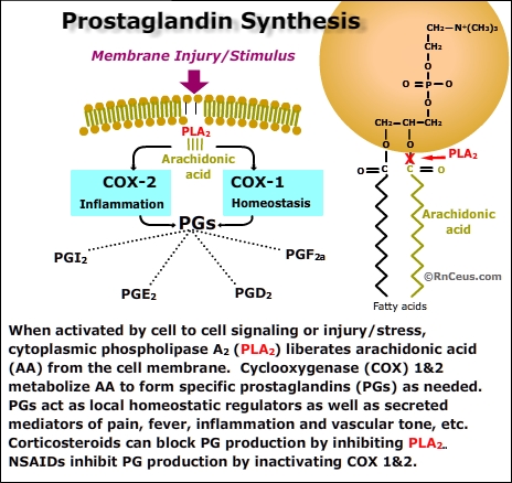 Steroid anti inflammatory mechanism