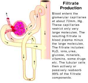 What are the functions of the kidneys?