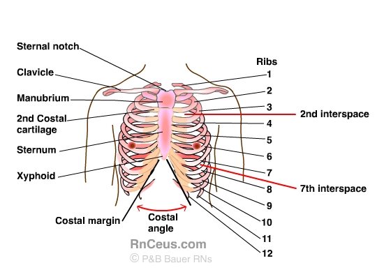 What bones make up the bony thorax?